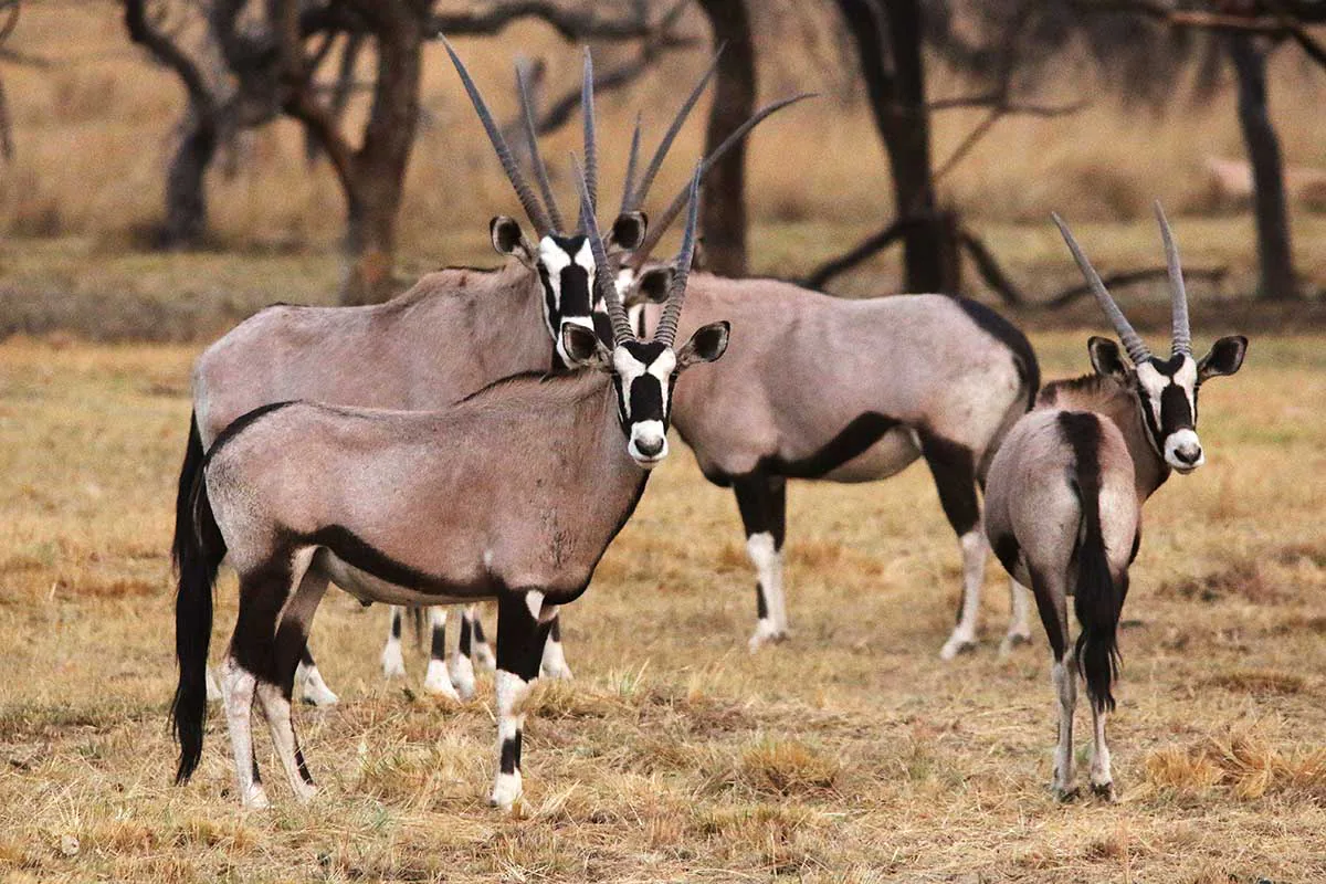 a group of gemsbok