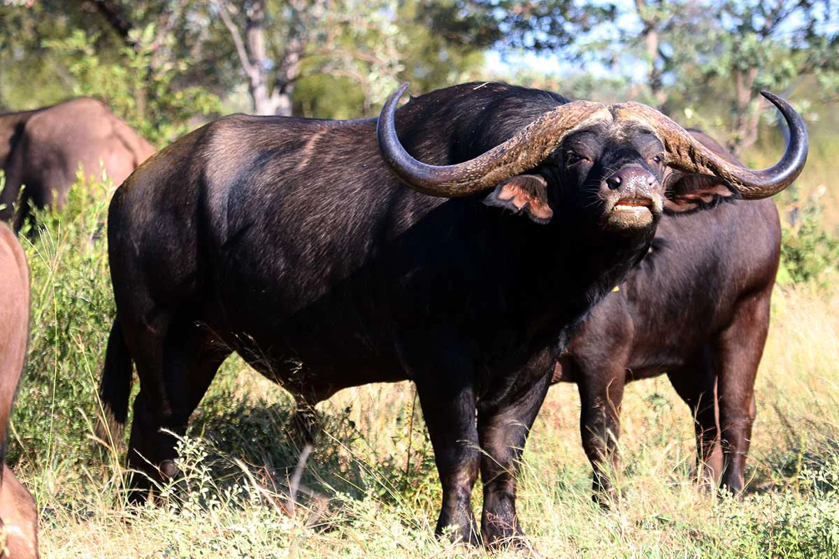 a group of buffalo in a field