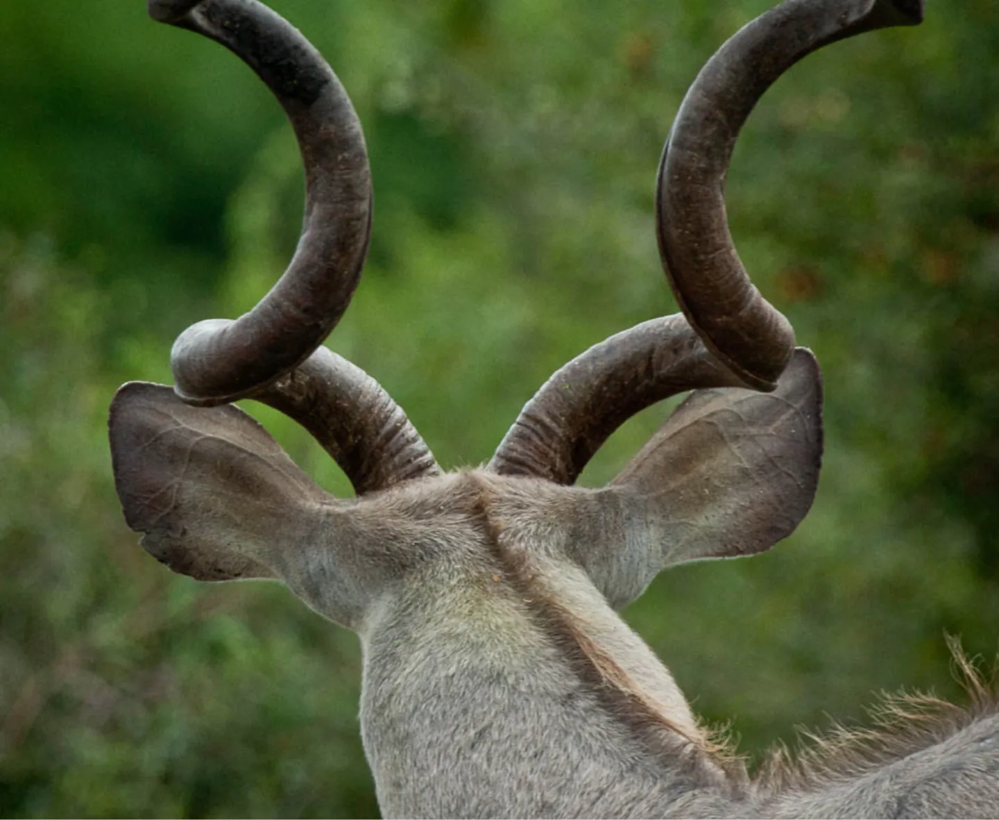 kudu horns