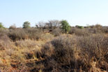 Bushveld hunting area