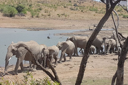 Encounter with Elephants at Pilanesberg National Park
