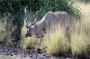 Kudu photos