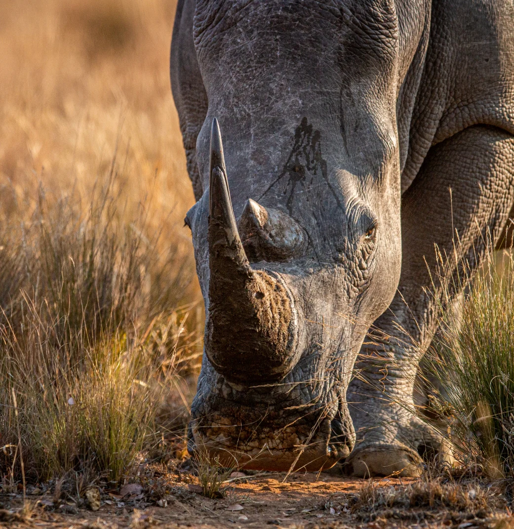 A close-up of a rhinoceros