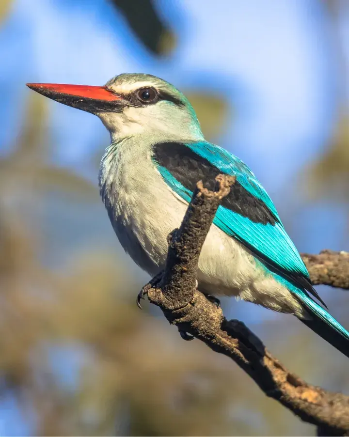 a bird on a branch