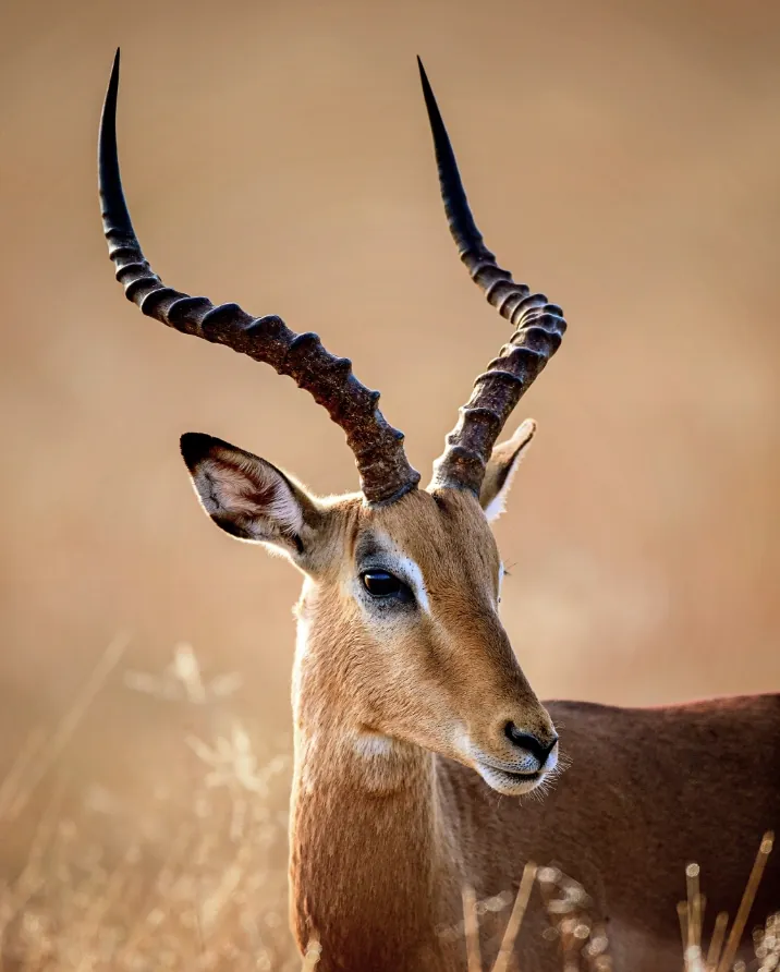 Impala in the bush