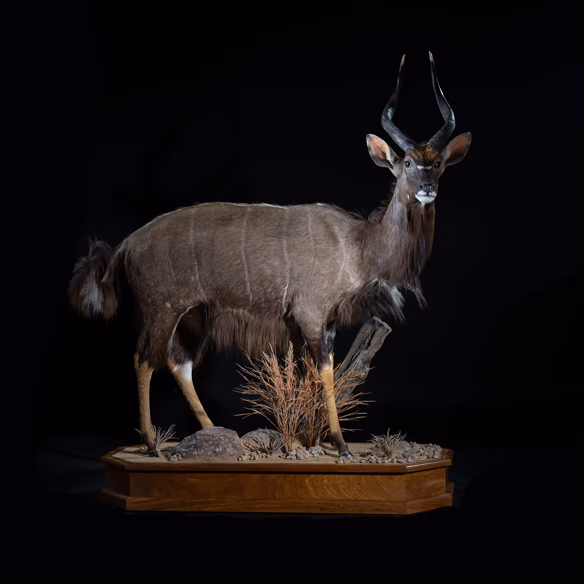 A full-body nyala mount on a wooden pedestal against a black studio background