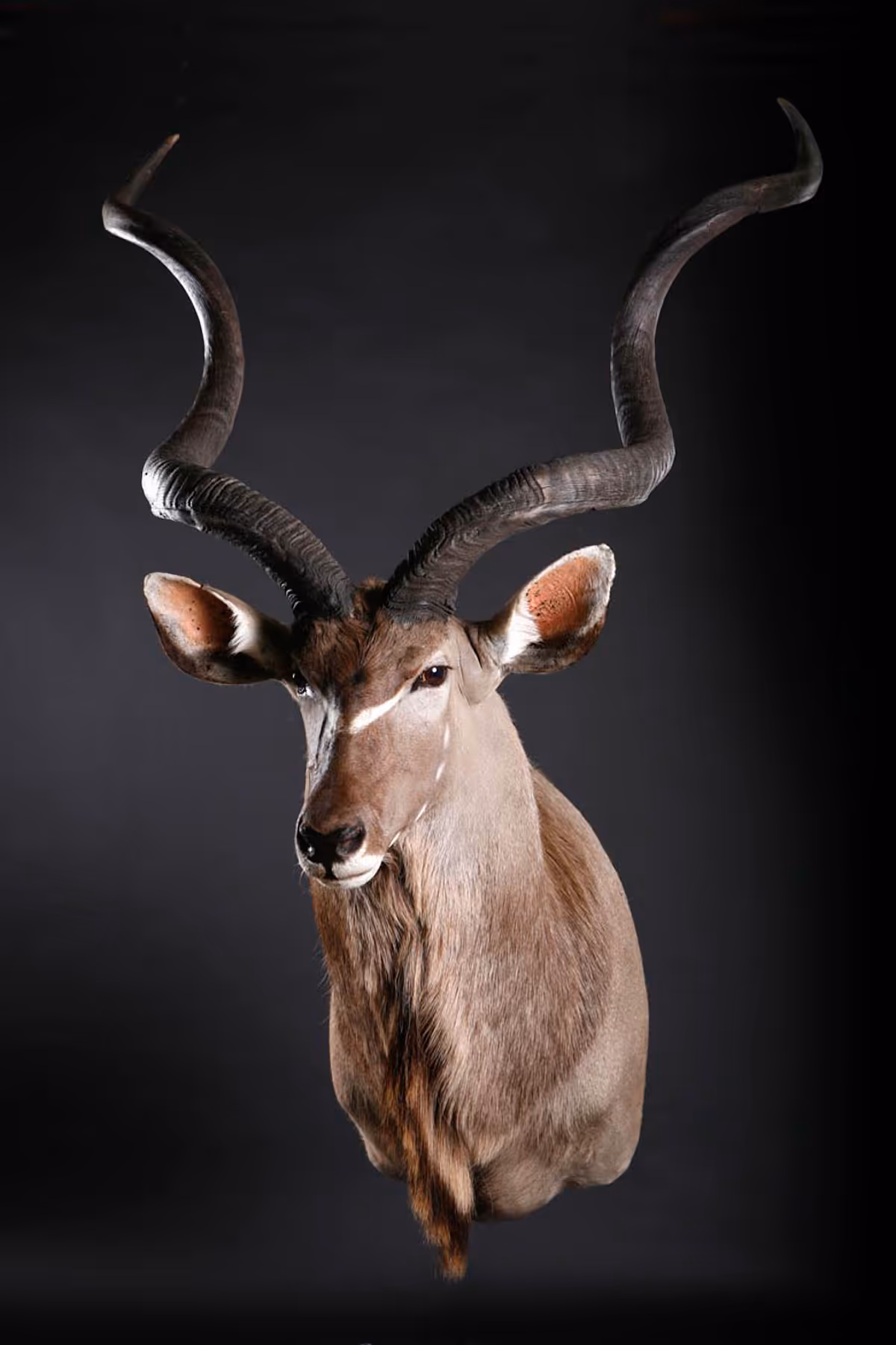 A kudu shoulder mount against a dark studio background