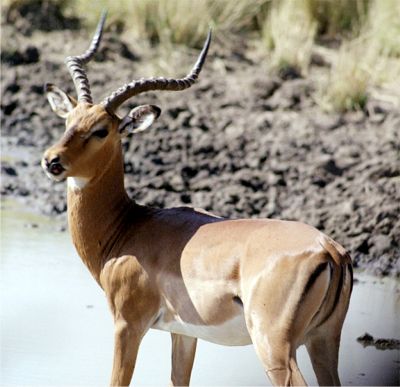 Cruiser Safaris Species Image and Information: Impala