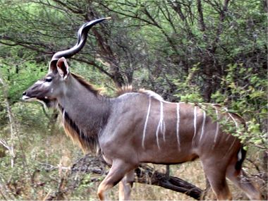 Cruiser Safaris Species Image and Information: Kudu
