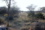 Bushveld hunting