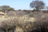 Bushveld area