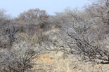 Bushveld hunting area example