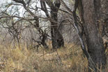 Cruiser Safaris hunting area example