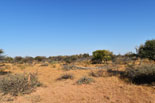 Cruiser Safaris hunting area