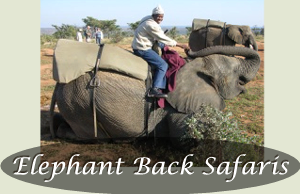 Elephant Backk Safaris