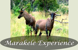 The Marakele Experience