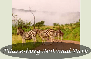 Pilanesburg National Park Tour