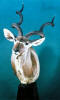 Kudu Sneak Pedestal Mount