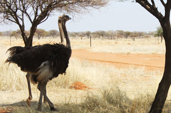 Ostrich near the road
