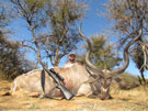 Hunter's kudu