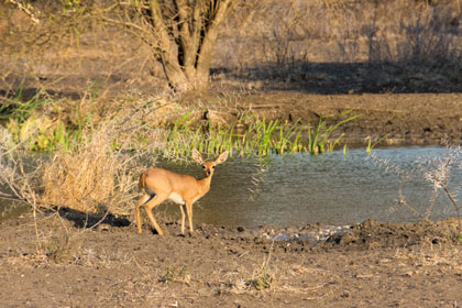 Steenbok at the waterhole