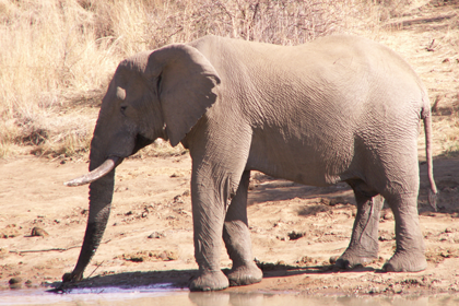 Pilanesberg park Elephant