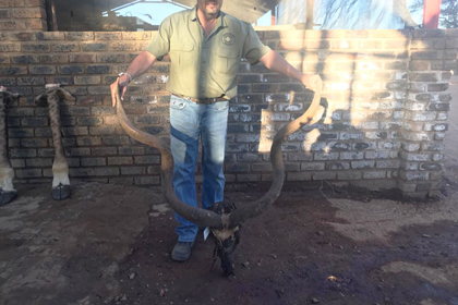 Jeff's recovered Kudu horns