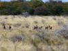 Blesbok herd in South Africa.