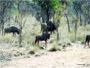 Blue Wildebeest in South Africa