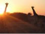 Giraffe photos by Cruiser Safaris clients.